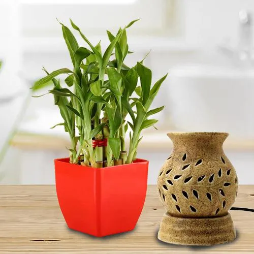Mesmerizing Lucky Bamboo Plant in Plastic Pot N Aroma Diffuser