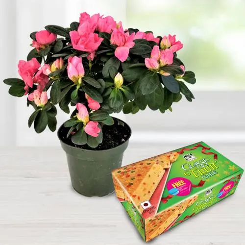 Combo of Agelia Flowering Potted Plant N Bisk Farms Classic Fruit Cake