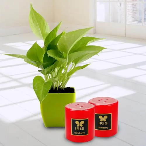 Exotic Money Plant in Plastic Pot N Iris Aroma Pillar Candle