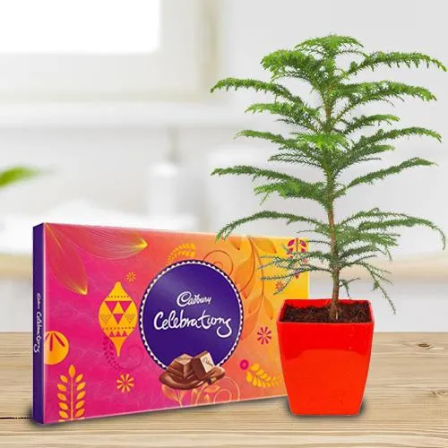 Lovely Araucaria Potted Plant N Cadbury Celebrations Gift Pack