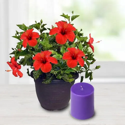 Wonderful Hibiscus Potted Plant N Aroma Pillar Candle