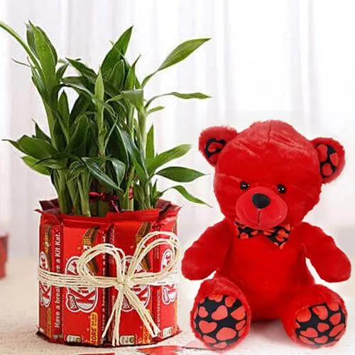 Fabulous Valentine Gift of Chocolates, Teddy n Lucky Bamboo Plant