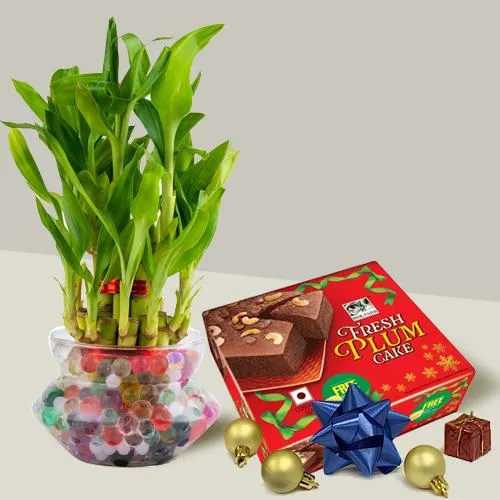 Stunning Gift of 2 Layer Lucky Bamboo Plant n Plum Cake for Christmas