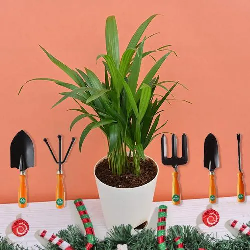 Mind Blowing Xmas Gift of Areca Plant with Gardening Tool Kit