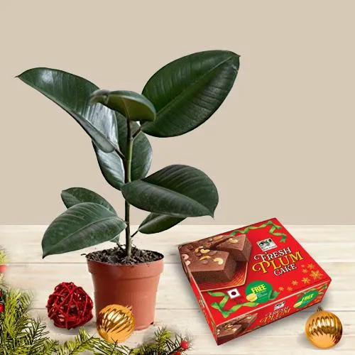 Classy Christmas Gift of Rubber Fig Plant  N  a Plum Cake