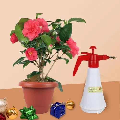 Superb Xmas Gift of Flowering Camellia Plant with Water Spray