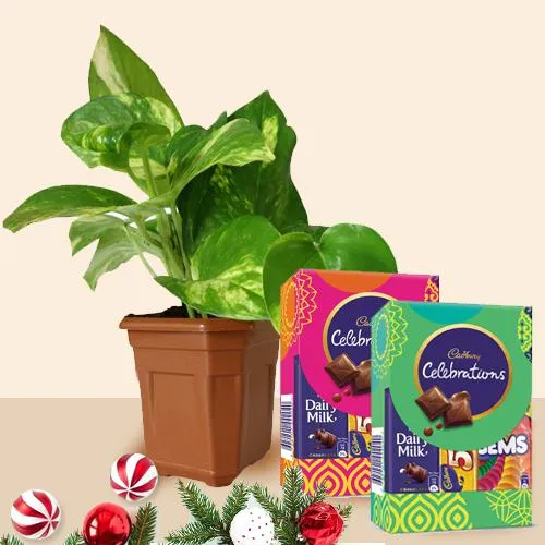 Trendy Xmas Gift of Money Plant n Cadbury Celebration Pack of Chocolates