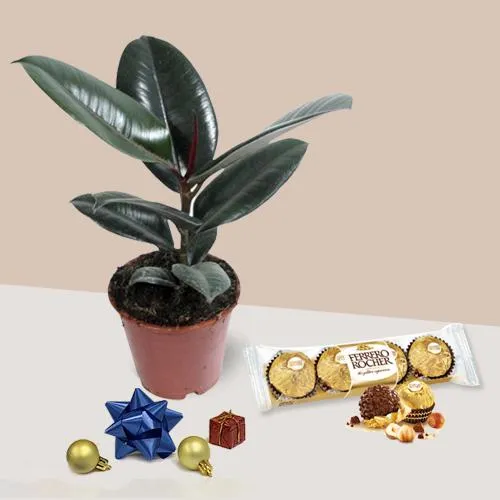 Rubber Fig Plant with Ferrero Rocher Chocolates for Christmas Gift