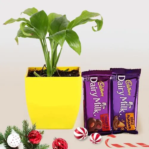 Fancy Xmas Gift of Cadbury Chocolates with a Lily Plant