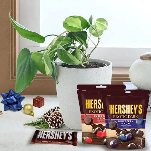 Fancy Gift of Potted Philodendron Plant with Hersheys Chocolates on Christmas