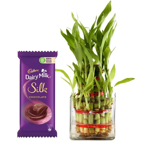 Online Lucky Bamboo Plant with Cadbury Silk Bar