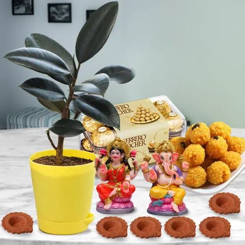 Remarkable Rubber Plant n Assortments Gift Combo