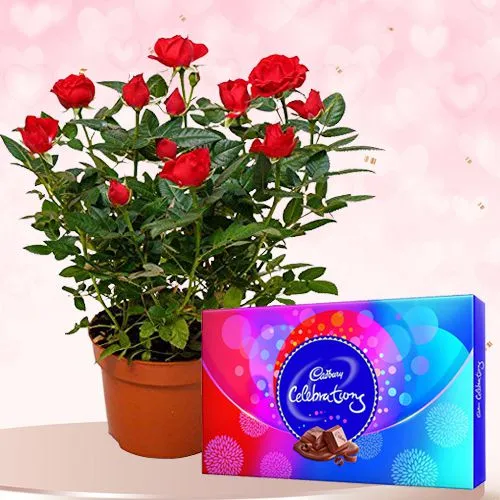 Let There Be Love Rose Planter N Cadbury Celebration Combo