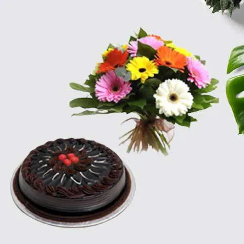 Pristine Mixed Gerberas Bunch with Chocolate Cake Combo