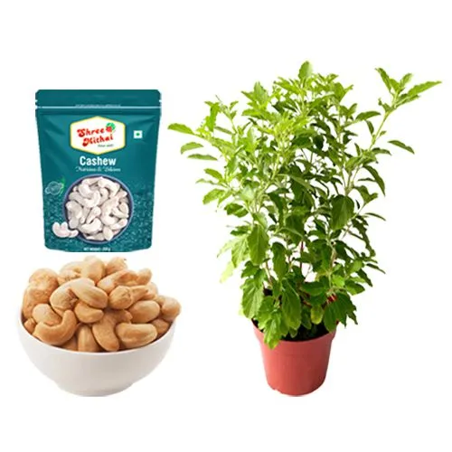 Collection of Kaju King from Shree Mithai with Tulsi Plant