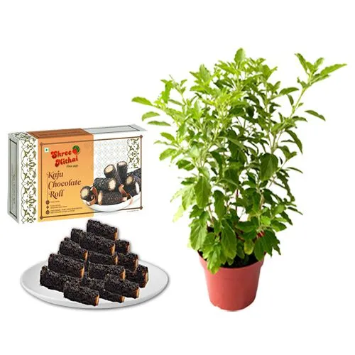 Shree Mithai Kaju Choco Roll Pack with a Tulsi Plant