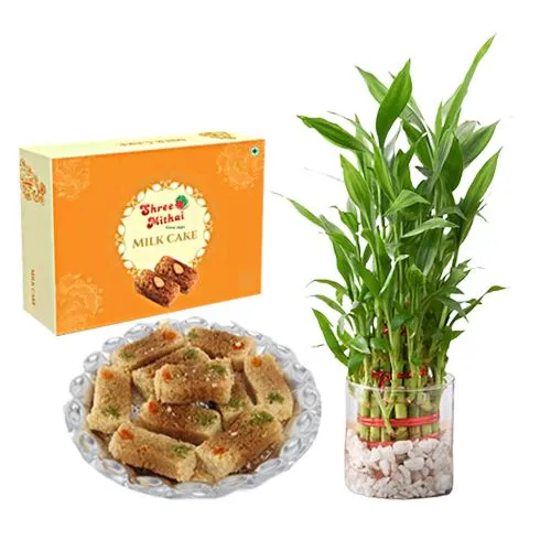 Shree Mithai Milk Cake with Lucky Bamboo Plant