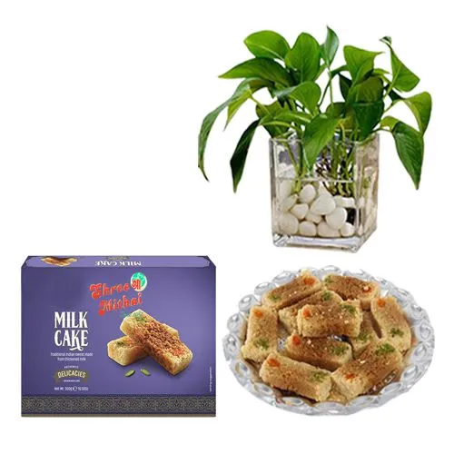 Gift Pack of Shree Mithai Milk Cake with Money Plant in Glass Pot