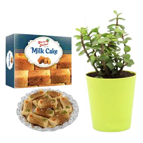 Pack of Milk Cake from Shree Mithai with Jade Plant in Plastic Pot