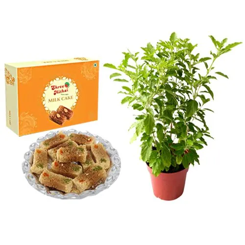 Combo of Milk Cake from Shree Mithai with a Tulsi Plant