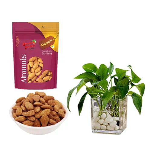 Famous Shree Mithai Almond Treat with Money Plant in Glass Pot