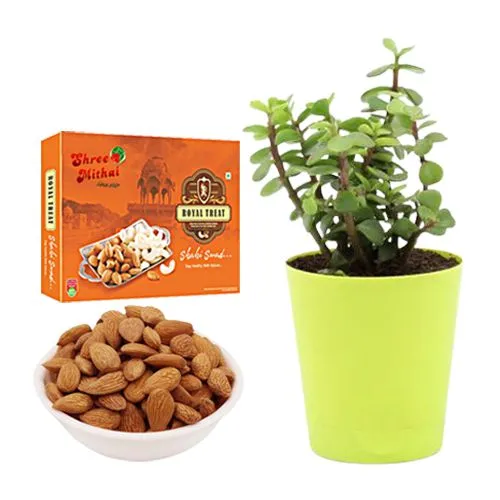 Shree Mithai Almond Treat with a Jade Plant in Plastic Pot