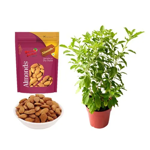 Gift of Almond Treat from Shree Mithai with a Tulsi Plant