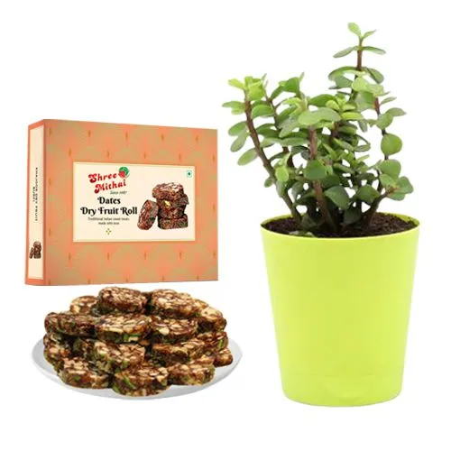 Shree Mithai Dry Fruit Dates Roll with Jade Plant in Plastic Pot