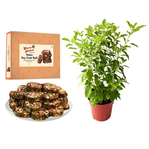 Classic Shree Mithai Dry Fruit Dates Roll with a Tulsi Plant