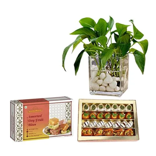 Adyar Ananda Bhawan Assorted Sweets with a Money Plant in Glass Pot
