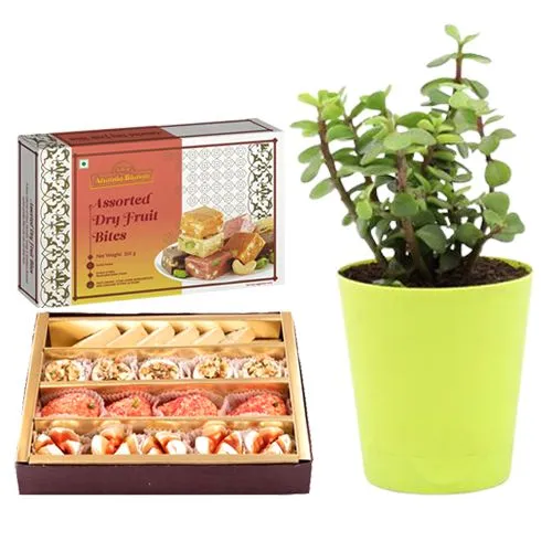 Famous Adyar Ananda Bhawan Assorted Sweets with a Jade Plant in Plastic Pot