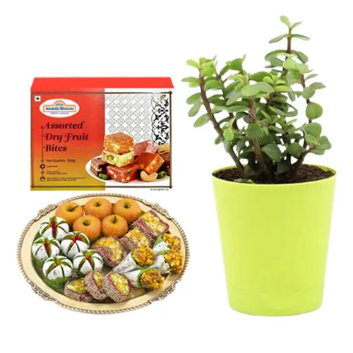 Adyar Ananda Bhawan Assorted Dry Fruit Sweets with a Jade Plant in Plastic Pot