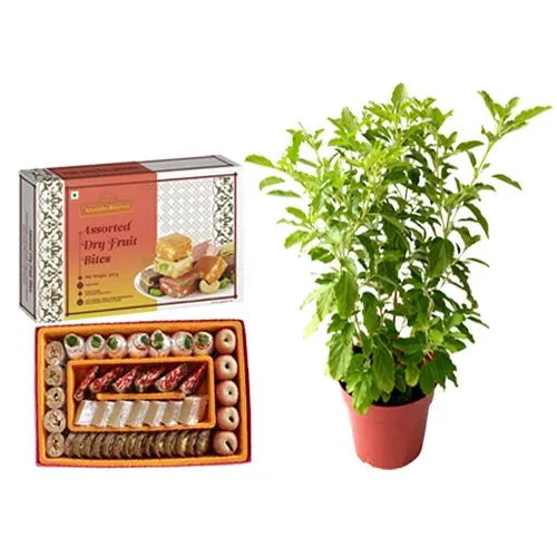 Gift of Adyar Ananda Bhawan Assorted Dry Fruit Sweets with a Tulsi Plant