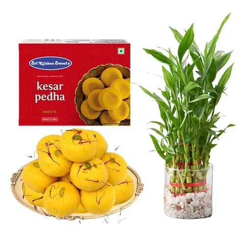 Sri Krishna Sweets Kesar Peda with Lucky Bamboo Plant