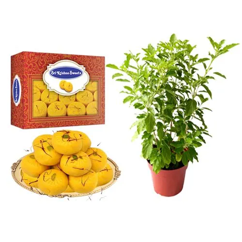 Sri Krishna Sweets Kesar Peda with a Tulsi Plant