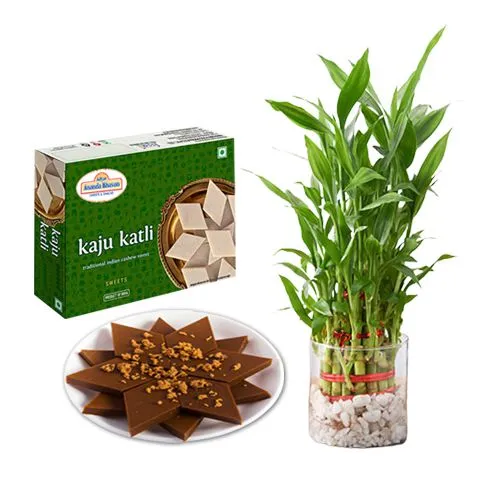 Adyar Ananda Bhawan Palmsugar Kaju Kathily with Lucky Bamboo Plant