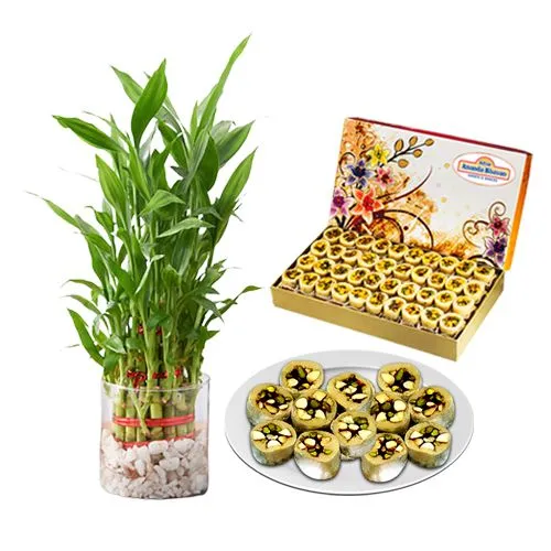 Gift of Adyar Ananda Bhawan Dry Fruit Honey Dew with Lucky Bamboo Plant