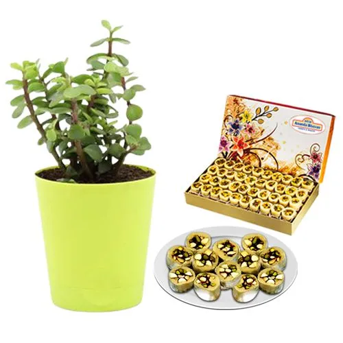 Adyar Ananda Bhawan Dry Fruit Honey Dew Pack with a Jade Plant in Plastic Pot
