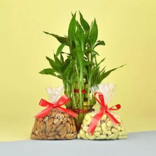 Exclusive Dry Fruits N Lucky Bamboo Gift Combo on Birthday