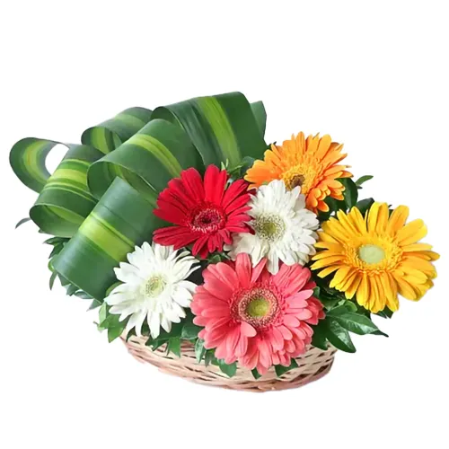 Pretty and Colorful Majestic 30 Mixed Gerbera Arrangement with Pure Passion