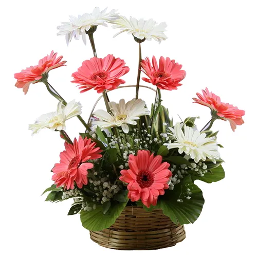 Cheerful 15 Assorted Gerberas in a Beautiful Bouquet