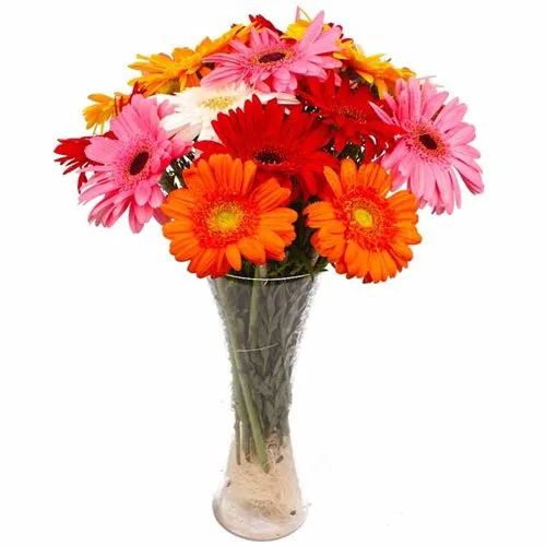 Expressive Love Assorted 12 Gerberas with Free Vase