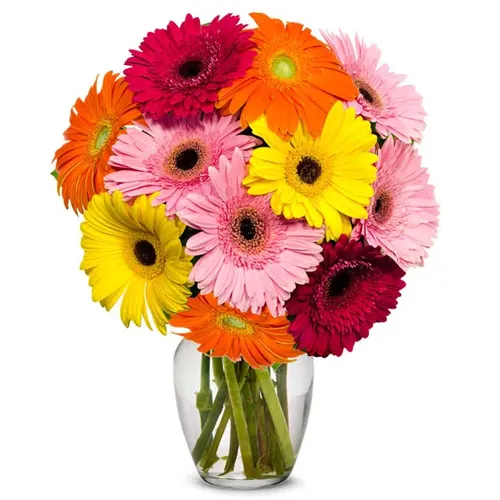 A Glass Vase full of MIxed Gerberas