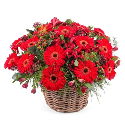 Magical Assemble ofÂ Gerberas in Red Colour