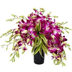 Sending Orchids in Glass Vase