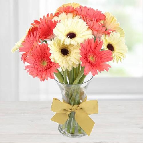 Blooming Bounce Gerbera Collection
