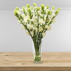 Cheerful Display of White Tube Roses Sticks in a Glass Vase