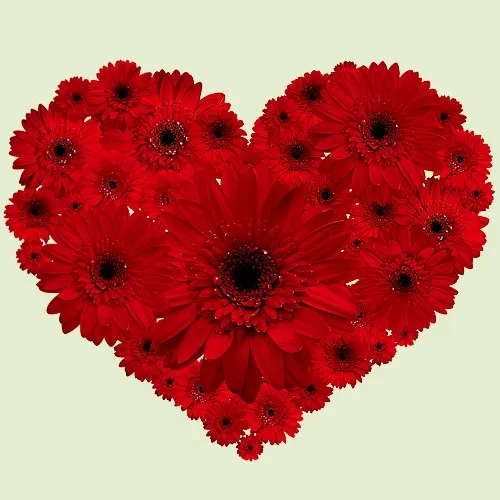 Striking Heart Shape Arrangement of Two Dozen Red Gerberas