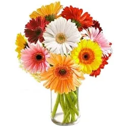 Blossoming Mixed Gerberas in Glass Vase