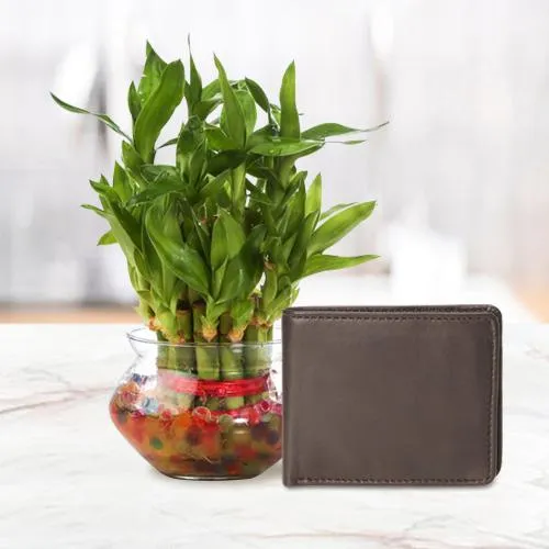 Attractive Mens Brown Leather Wallet from Rich Born with a 2 Tier Lucky Bamboo Plant for Good Luck